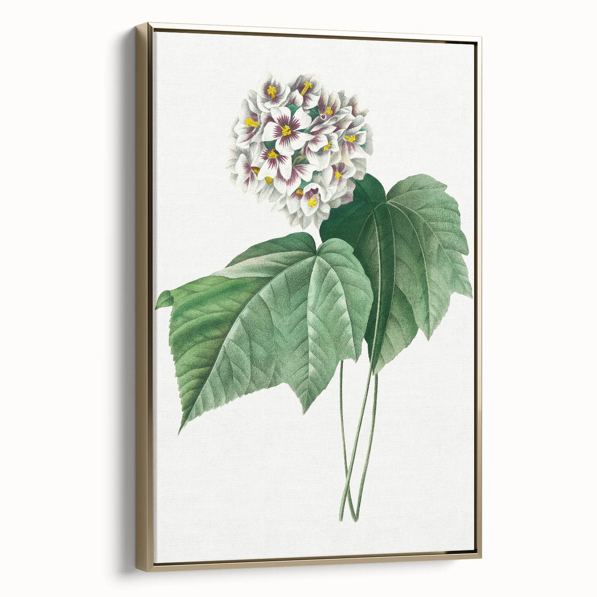 Neoclassical Art Print: Dombeya Amelia by Redouté - Botanical Wall Art