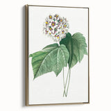 Neoclassical Art Print: Dombeya Amelia by Redouté - Botanical Wall Art