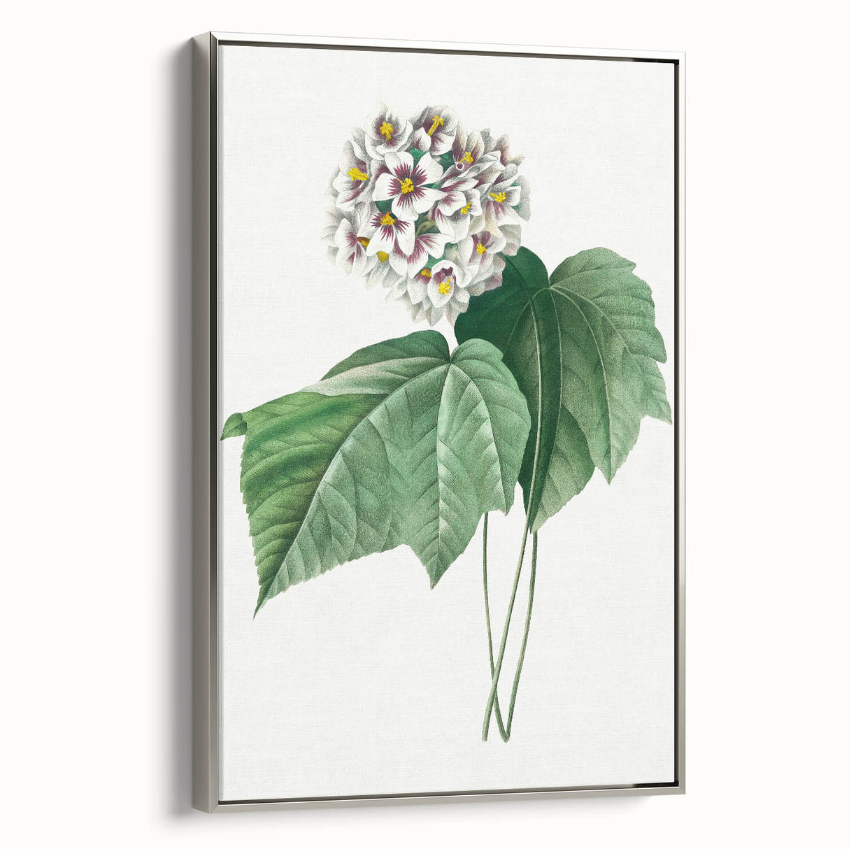 Neoclassical Art Print: Dombeya Amelia by Redouté - Botanical Wall Art