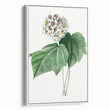 Neoclassical Art Print: Dombeya Amelia by Redouté - Botanical Wall Art