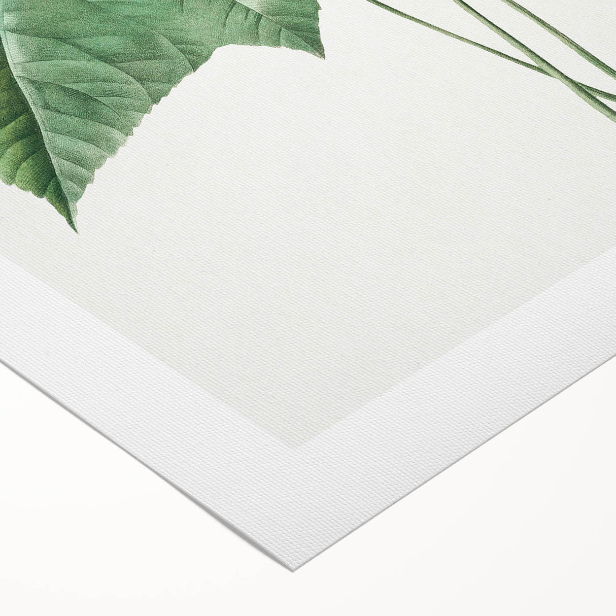Neoclassical Art Print: Dombeya Amelia by Redouté - Botanical Wall Art
