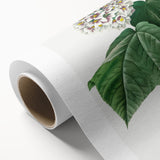 Neoclassical Art Print: Dombeya Amelia by Redouté - Botanical Wall Art