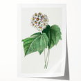 Neoclassical Art Print: Dombeya Amelia by Redouté - Botanical Wall Art