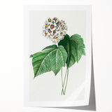 Neoclassical Art Print: Dombeya Amelia by Redouté - Botanical Wall Art