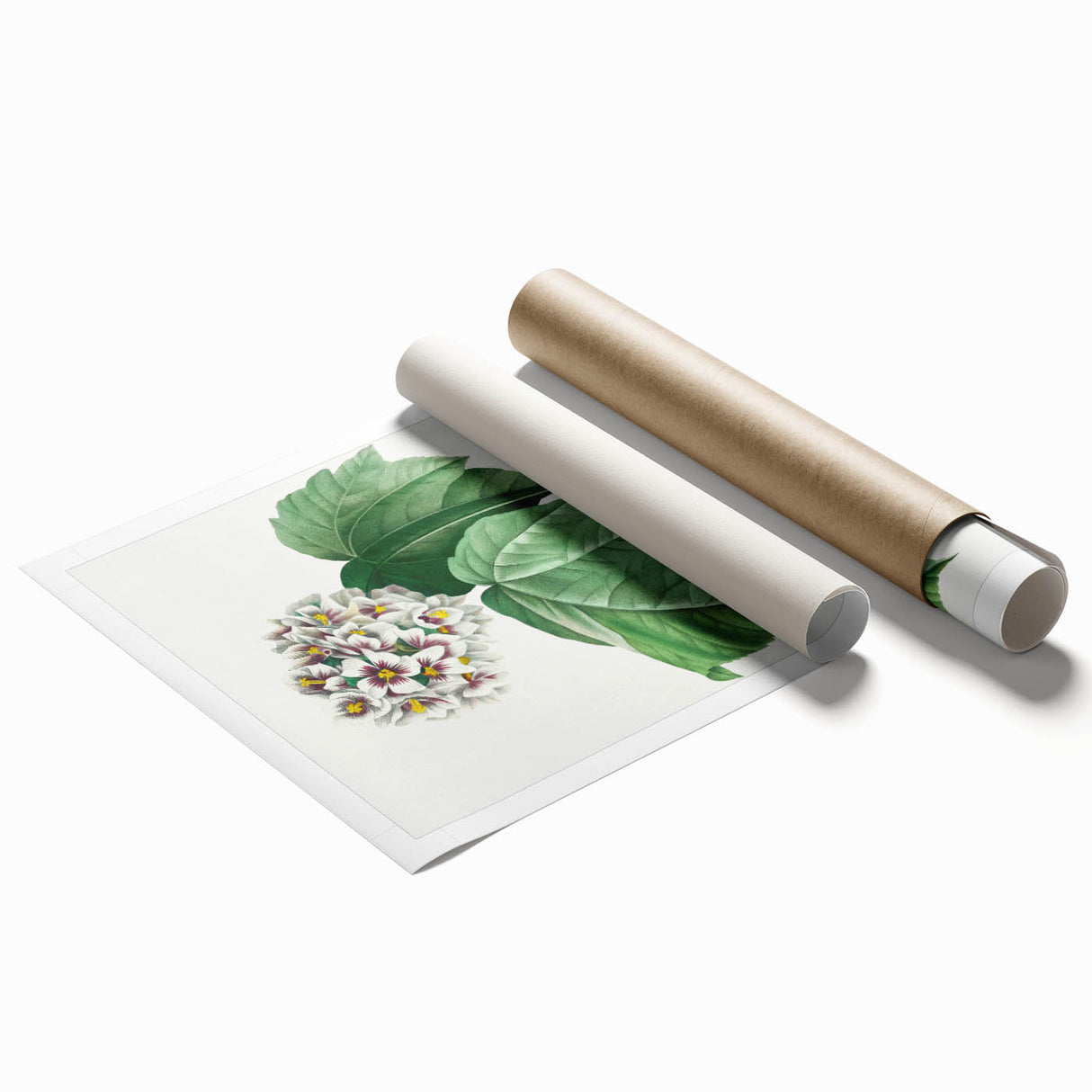 Neoclassical Art Print: Dombeya Amelia by Redouté - Botanical Wall Art