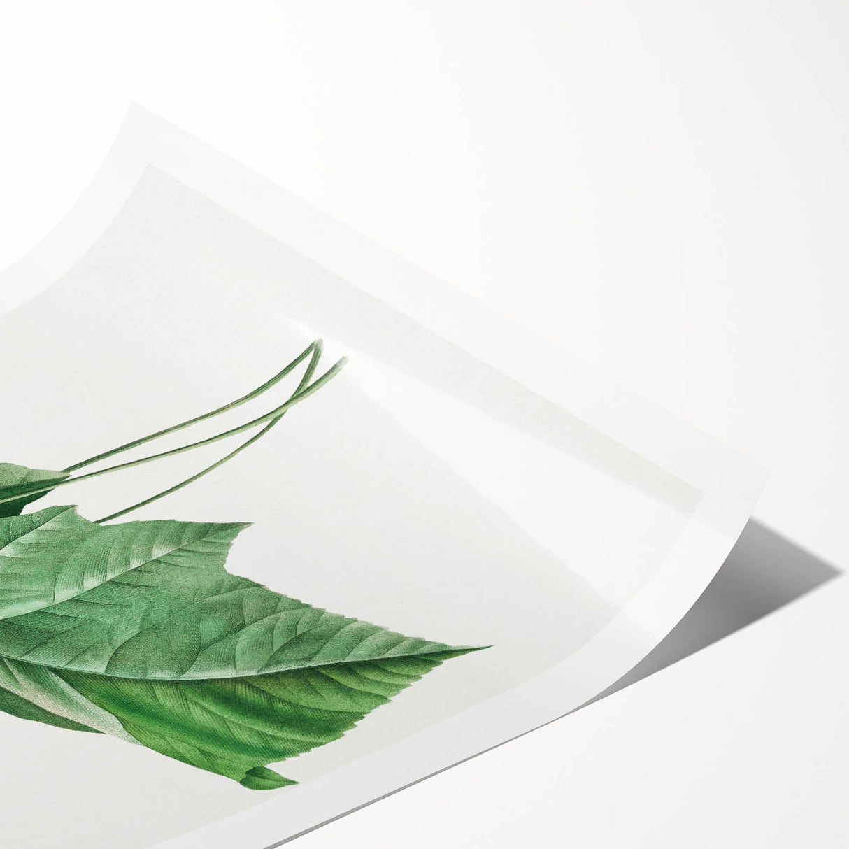 Neoclassical Art Print: Dombeya Amelia by Redouté - Botanical Wall Art
