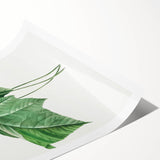 Neoclassical Art Print: Dombeya Amelia by Redouté - Botanical Wall Art