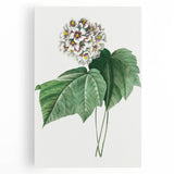 Neoclassical Art Print: Dombeya Amelia by Redouté - Botanical Wall Art