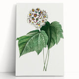 Neoclassical Art Print: Dombeya Amelia by Redouté - Botanical Wall Art