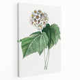 Neoclassical Art Print: Dombeya Amelia by Redouté - Botanical Wall Art