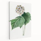 Neoclassical Art Print: Dombeya Amelia by Redouté - Botanical Wall Art