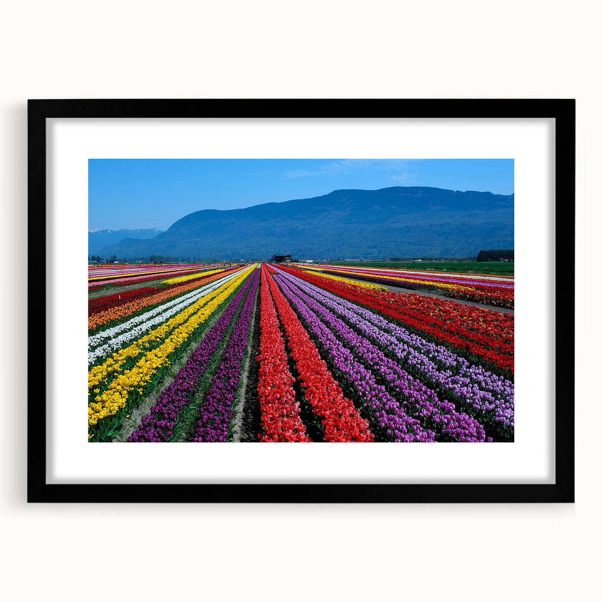 Abstract art print depicting a vibrant, colorful landscape of British Columbia on a textured, extra large canvas.