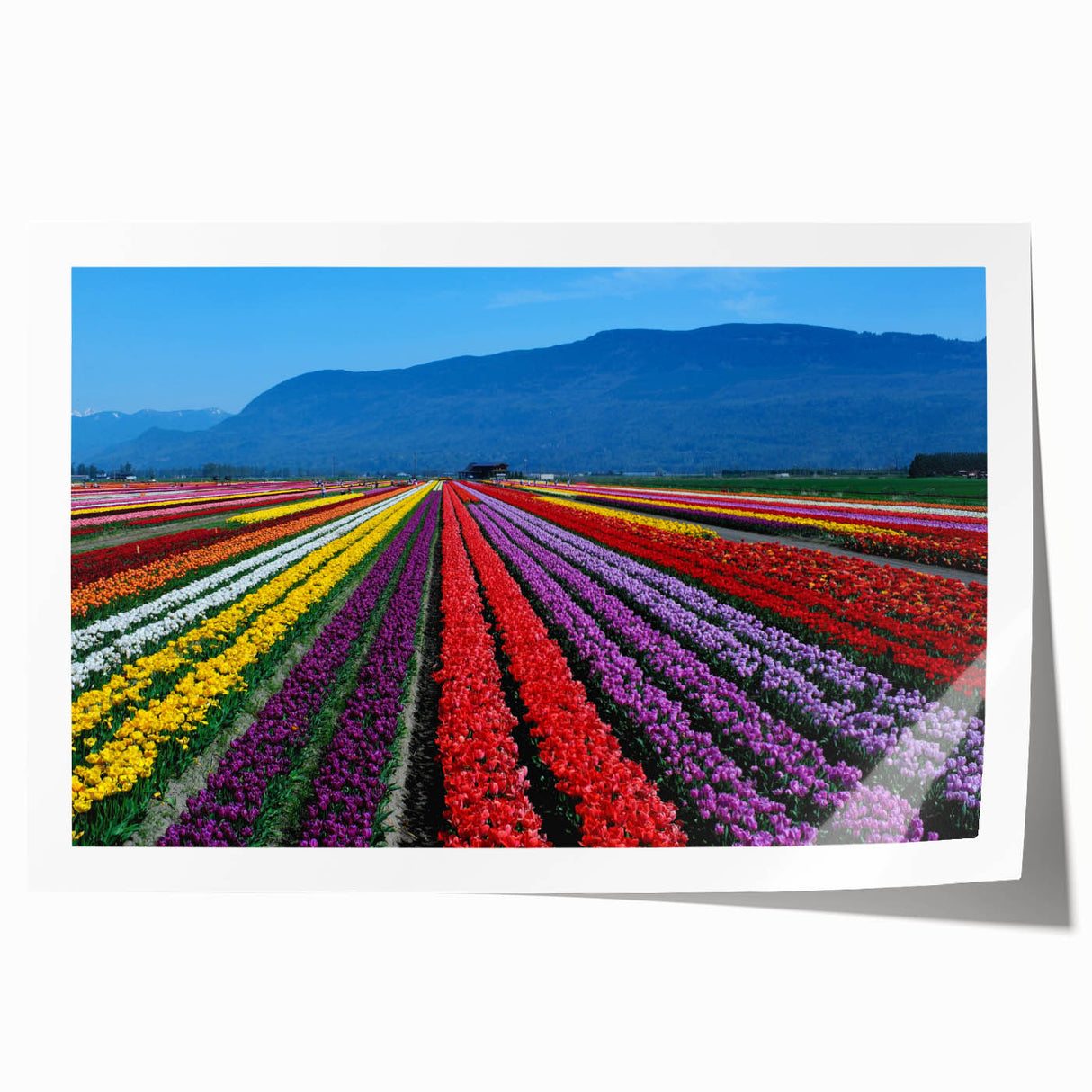 Rolled print of British Columbia scenery with lush green and floral elements, ideal for art wall dining room.
