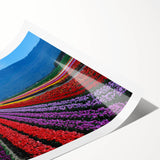 Extra large rolled print of line art flowers in muted earth tones, suitable as large living room wall art.