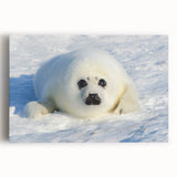 Black and white photo of Greenland scenery on large stretched canvas, ideal for kitchen wall art.