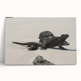 Black and white stretched canvas of Galapagos scenery, ideal for kitchen wall art or bedroom ambiance.