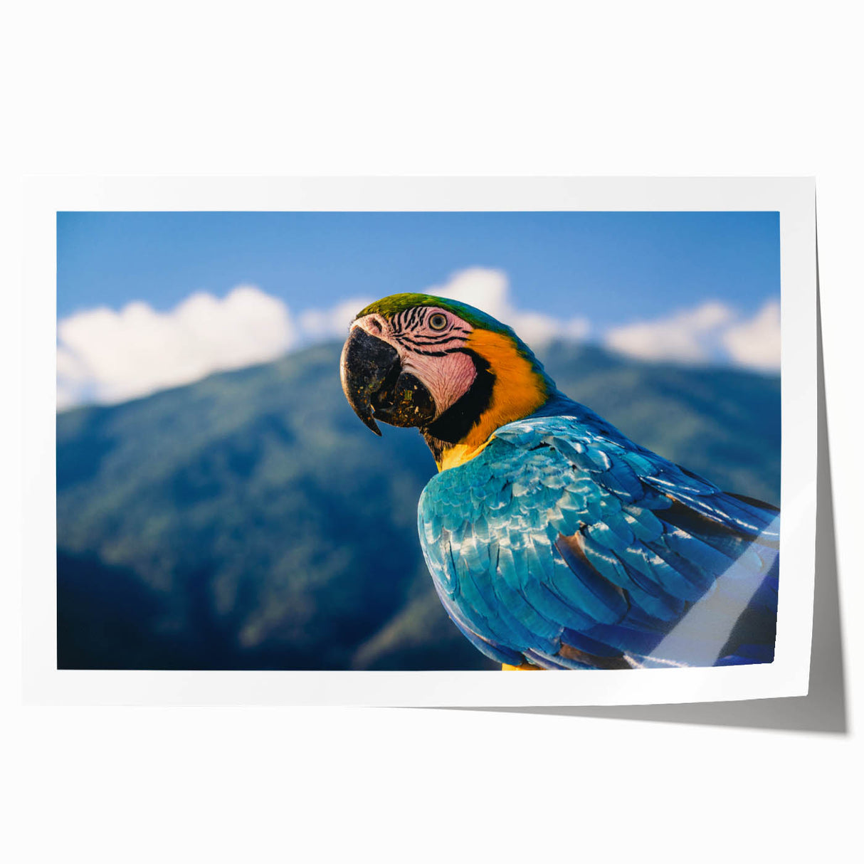 Extra large rolled print of a Venezuelan landscape featuring vibrant greenery and floral elements.