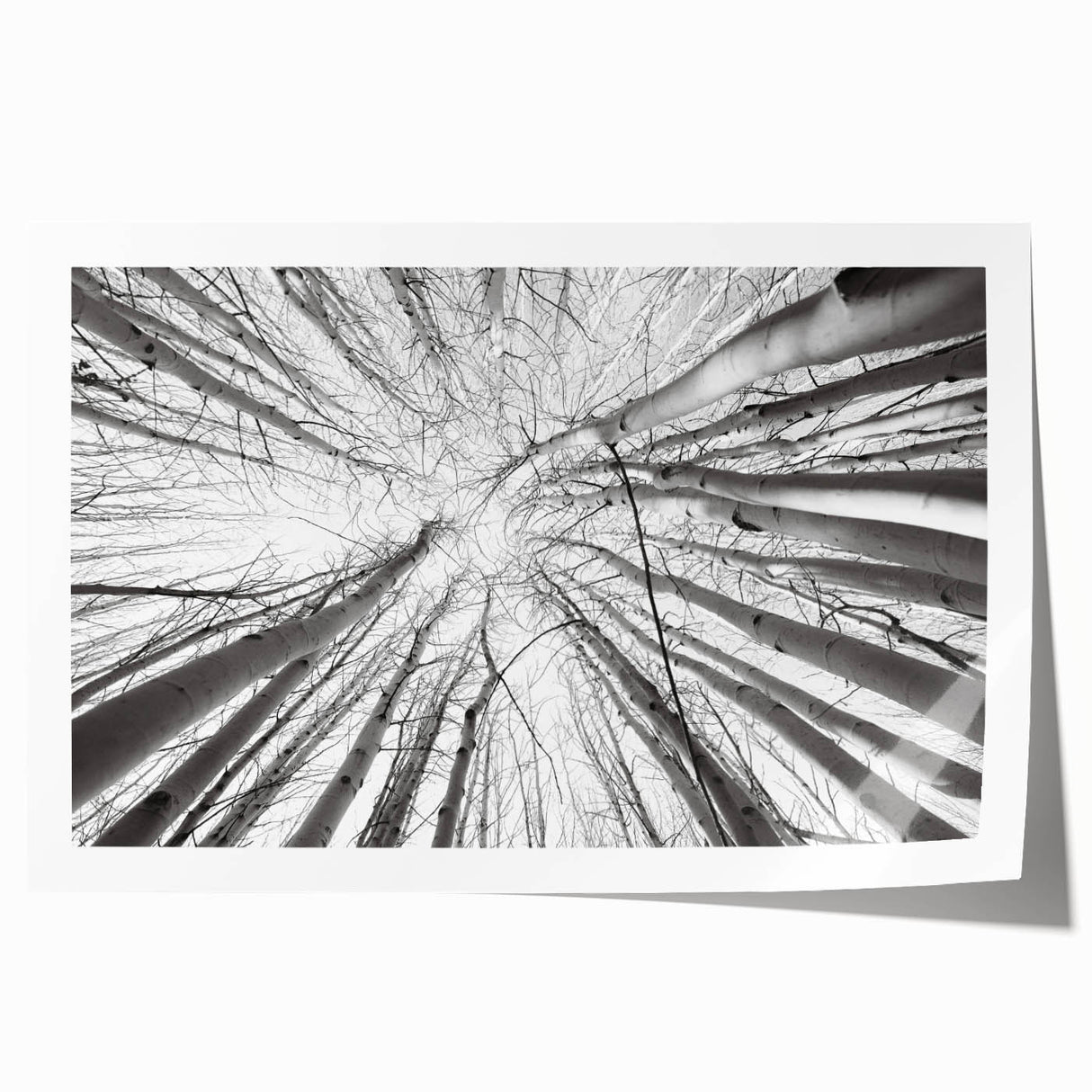 Extra large rolled print of Aspen, Colorado scenery in autumn colors, ideal for art wall dining room.