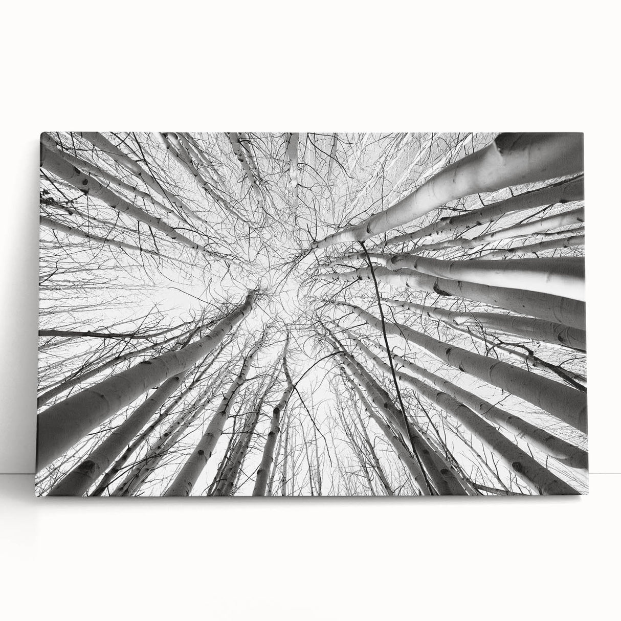 Black and white photograph of Aspen trees on stretched canvas, ideal for kitchen wall art or bedroom ambiance.