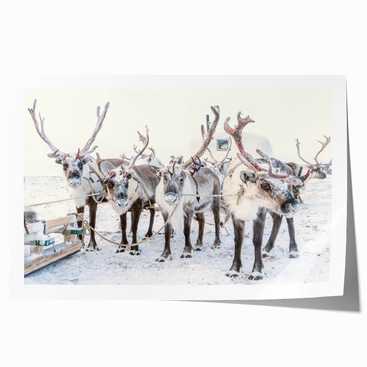 Extra large rolled print of winter floral art in muted blue and white tones, suitable for dining room or bathroom decor.
