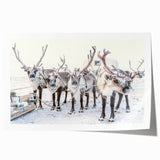 Extra large rolled print of winter floral art in muted blue and white tones, suitable for dining room or bathroom decor.