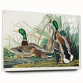 Mallard Duck by Audubon - Romanticism Wildlife Art Print