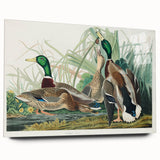 Mallard Duck by Audubon - Romanticism Wildlife Art Print