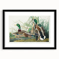 Mallard Duck by Audubon - Romanticism Wildlife Art Print