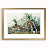 Mallard Duck by Audubon - Romanticism Wildlife Art Print