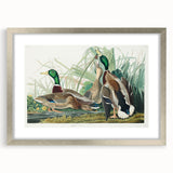 Mallard Duck by Audubon - Romanticism Wildlife Art Print