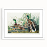 Mallard Duck by Audubon - Romanticism Wildlife Art Print