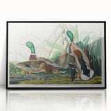 Mallard Duck by Audubon - Romanticism Wildlife Art Print
