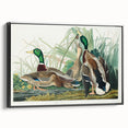 Mallard Duck by Audubon - Romanticism Wildlife Art Print