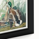 Mallard Duck by Audubon - Romanticism Wildlife Art Print