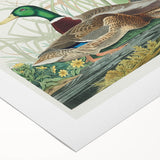Mallard Duck by Audubon - Romanticism Wildlife Art Print