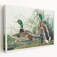 Mallard Duck by Audubon - Romanticism Wildlife Art Print