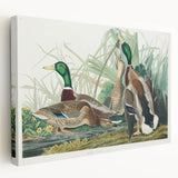 Mallard Duck by Audubon - Romanticism Wildlife Art Print