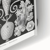 Amphoridea Urnensterne - Intricate Black and White Art Print by Ernst Haeckel