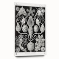 Amphoridea Urnensterne - Intricate Black and White Art Print by Ernst Haeckel
