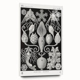 Amphoridea Urnensterne - Intricate Black and White Art Print by Ernst Haeckel