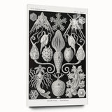 Amphoridea Urnensterne - Intricate Black and White Art Print by Ernst Haeckel
