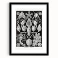Amphoridea Urnensterne - Intricate Black and White Art Print by Ernst Haeckel