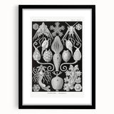 Amphoridea Urnensterne - Intricate Black and White Art Print by Ernst Haeckel