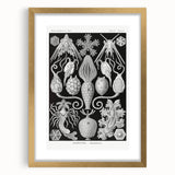 Amphoridea Urnensterne - Intricate Black and White Art Print by Ernst Haeckel