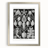 Amphoridea Urnensterne - Intricate Black and White Art Print by Ernst Haeckel