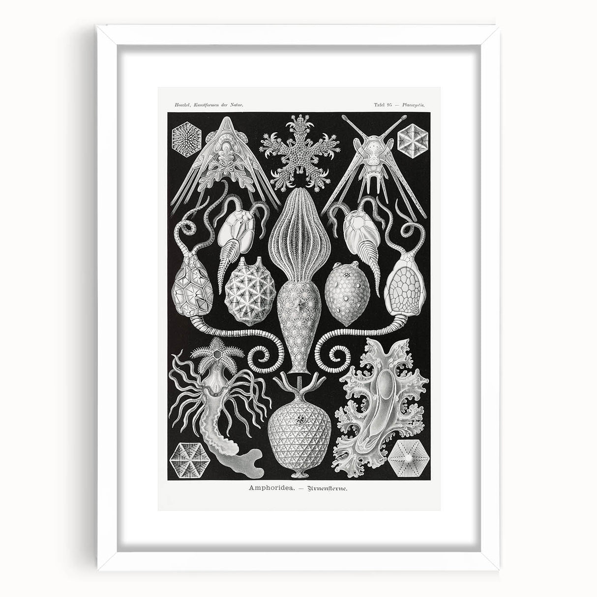 Amphoridea Urnensterne - Intricate Black and White Art Print by Ernst Haeckel