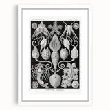 Amphoridea Urnensterne - Intricate Black and White Art Print by Ernst Haeckel