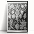 Amphoridea Urnensterne - Intricate Black and White Art Print by Ernst Haeckel