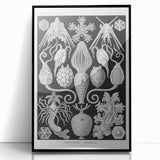 Amphoridea Urnensterne - Intricate Black and White Art Print by Ernst Haeckel