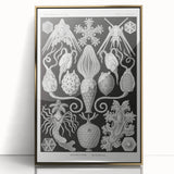 Amphoridea Urnensterne - Intricate Black and White Art Print by Ernst Haeckel
